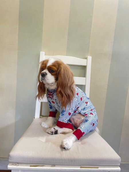 画像4: 【キャバスーツ LIMITED】エレガント (4)