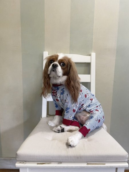 画像3: 【キャバスーツ LIMITED】エレガント (3)