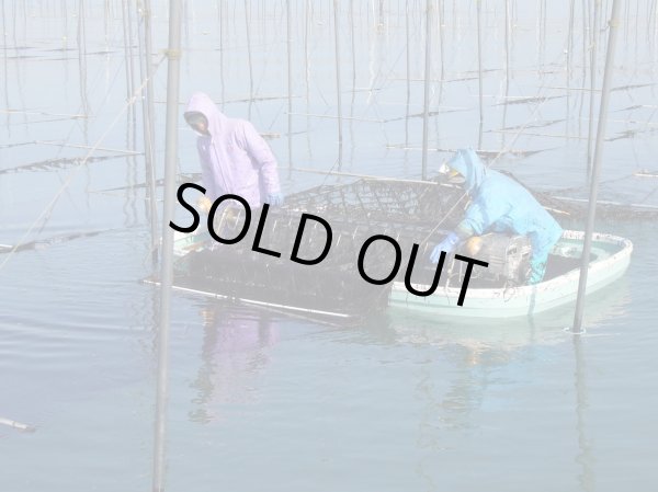 画像10: 梅しそ【のりもも】のりふりふり (10)