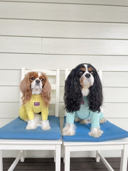 画像4:  20％OFF 【Cavasuits KNIT 2024】 The Cable -PASTEL- (4)