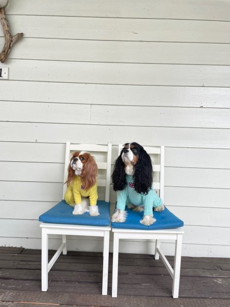 画像6:  20％OFF 【Cavasuits KNIT 2024】 The Cable -PASTEL- (6)