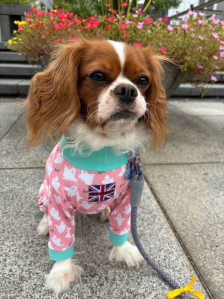 画像7:  10％OFF 【キャバスーツ LIMITED】Cutie Sour Ghost（キューティサワーゴースト） (7)