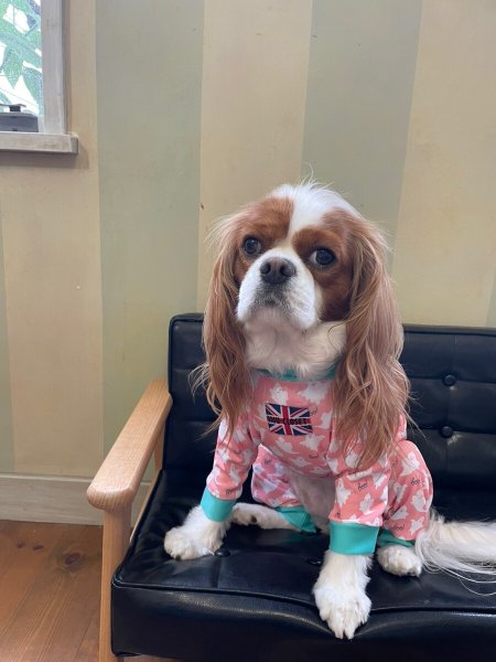 画像8:  10％OFF 【キャバスーツ LIMITED】Cutie Sour Ghost（キューティサワーゴースト） (8)