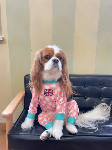 画像9:  10％OFF 【キャバスーツ LIMITED】Cutie Sour Ghost（キューティサワーゴースト） (9)