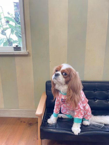 画像10:  10％OFF 【キャバスーツ LIMITED】Cutie Sour Ghost（キューティサワーゴースト） (10)