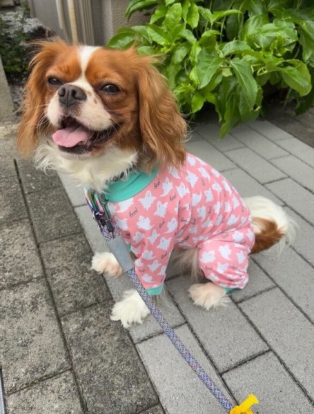 画像6:  10％OFF 【キャバスーツ LIMITED】Cutie Sour Ghost（キューティサワーゴースト） (6)