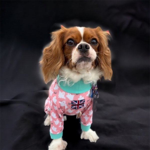 画像4:  10％OFF 【キャバスーツ LIMITED】Cutie Sour Ghost（キューティサワーゴースト） (4)