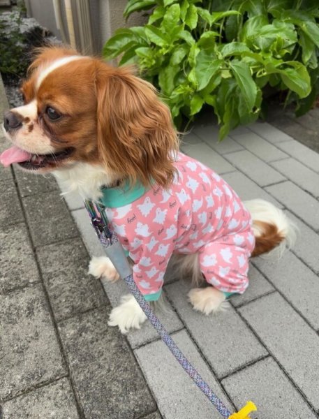 画像5:  10％OFF 【キャバスーツ LIMITED】Cutie Sour Ghost（キューティサワーゴースト） (5)