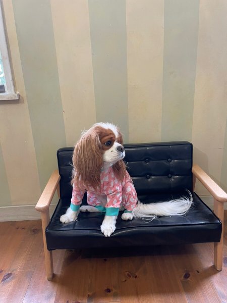 画像11:  10％OFF 【キャバスーツ LIMITED】Cutie Sour Ghost（キューティサワーゴースト） (11)