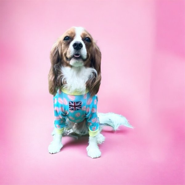 画像6: 【キャバスーツ LIMITED】Macarons Fever (6)