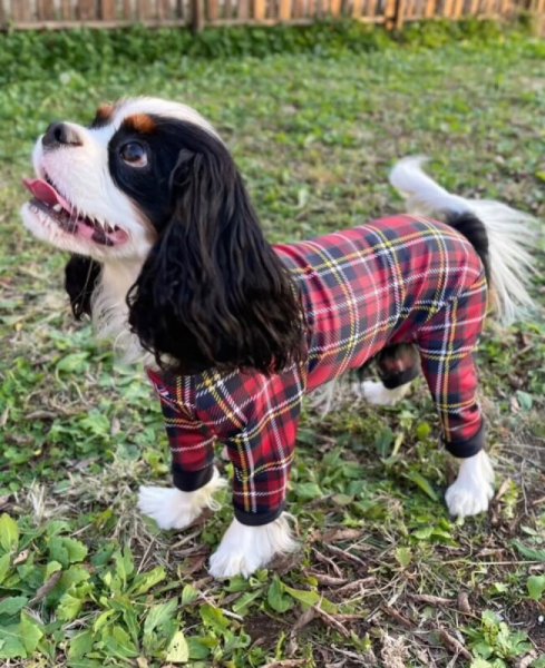 画像2: 【キャバスーツ LIMITED】TARTAN RED (2)