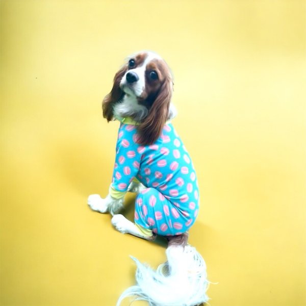 画像5: 【キャバスーツ LIMITED】Macarons Fever (5)