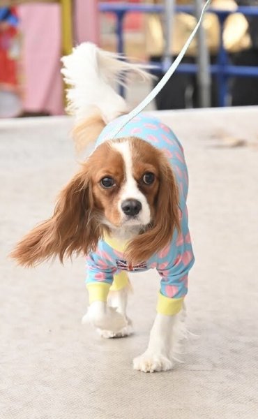 画像4: 【キャバスーツ LIMITED】Macarons Fever (4)