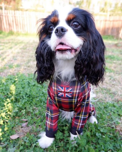 画像4: 【キャバスーツ LIMITED】TARTAN RED (4)