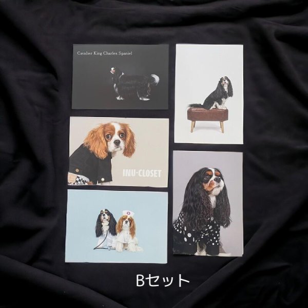 画像2: ZEN店長ポストカードセット（5枚入） (2)