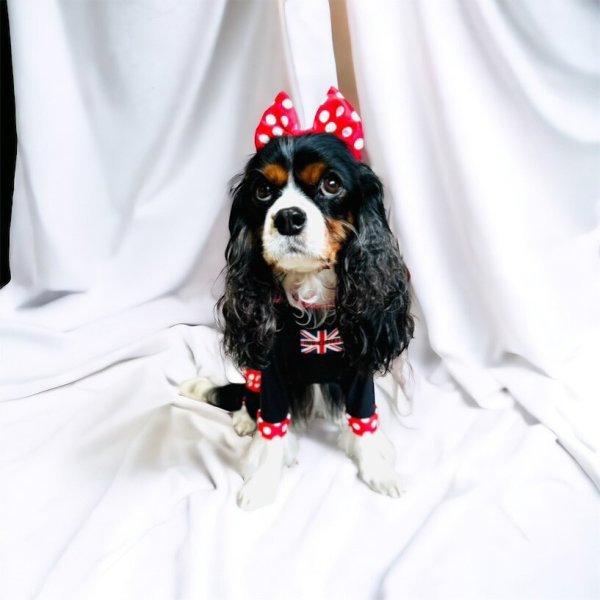 画像3:  【注文受付中】  人気★再販 【キャバスーツ FRILL】Minnie 60s (3)