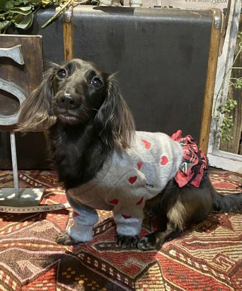 画像7:  【10％OFF】 【as know as de wan】ＮきりっとCHKSK (7)