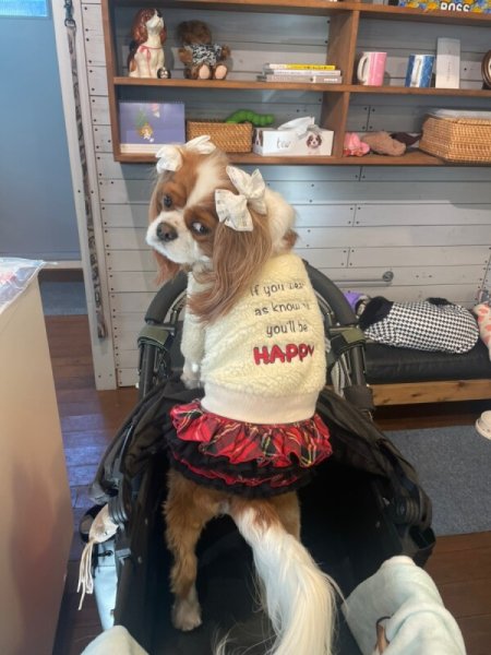 画像10:  【10％OFF】 【as know as de wan】ＮきりっとCHKSK (10)