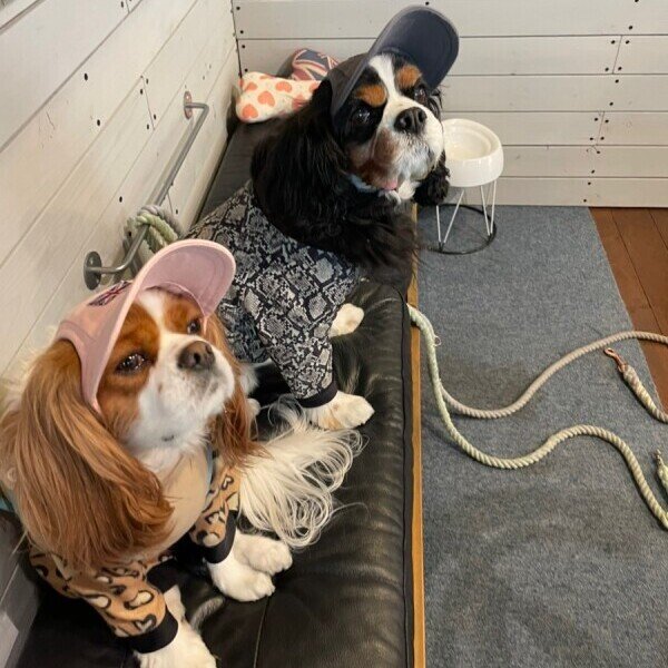 画像8: イヌクロキャップ2025 (8)