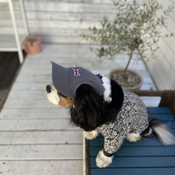 画像15: イヌクロキャップ2025 (15)