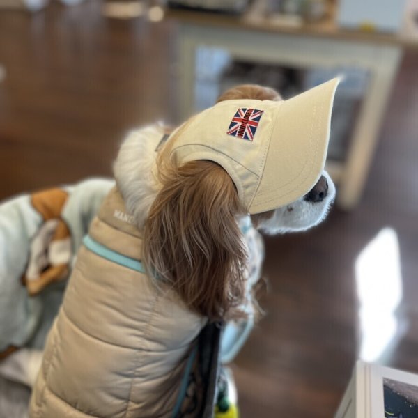 画像12: イヌクロキャップ2025 (12)