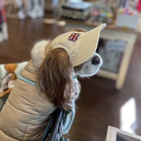 画像13: イヌクロキャップ2025 (13)