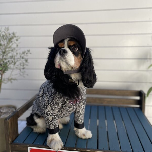 画像5: イヌクロキャップ2025 (5)