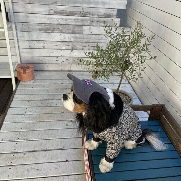 画像18: イヌクロキャップ2025 (18)