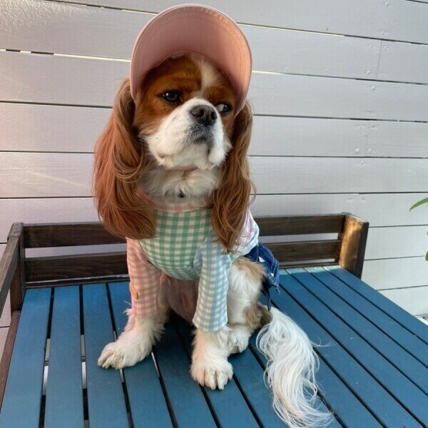 画像22: イヌクロキャップ2025 (22)