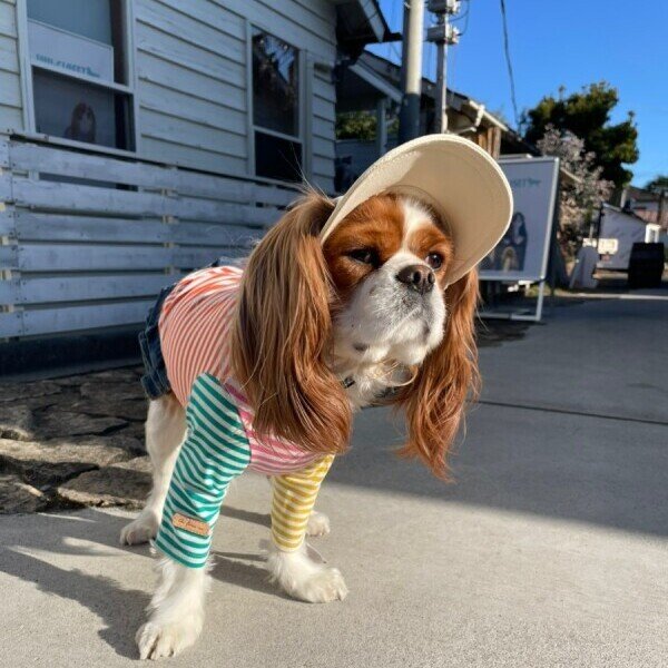 画像2: イヌクロキャップ2025 (2)