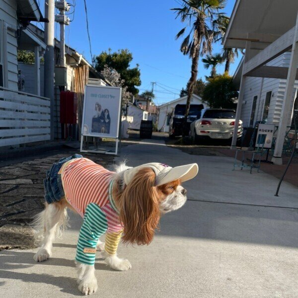 画像26: イヌクロキャップ2025 (26)