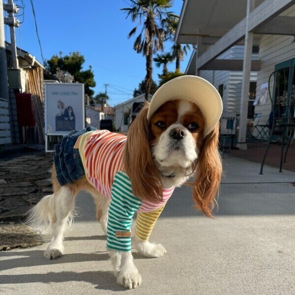 画像3: イヌクロキャップ2025 (3)