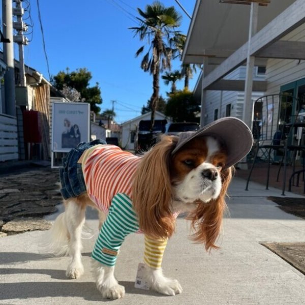 画像4: イヌクロキャップ2025 (4)