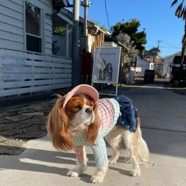 画像29: イヌクロキャップ2025 (29)