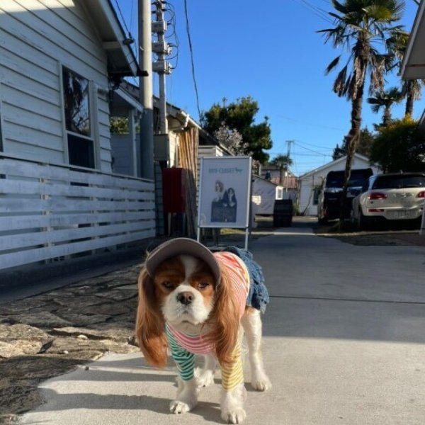 画像25: イヌクロキャップ2025 (25)