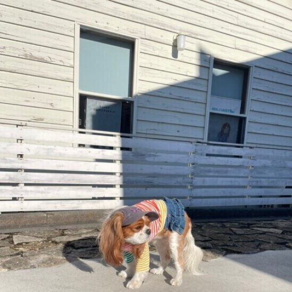 画像24: イヌクロキャップ2025 (24)