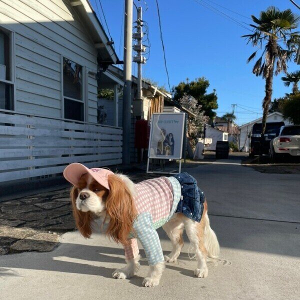 画像28: イヌクロキャップ2025 (28)