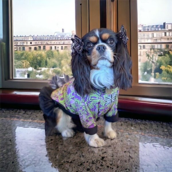 画像6:  30%OFF 【CAVA TEE】Versailles（ヴェルサイユ） (6)