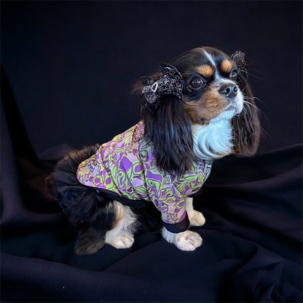 画像5:  30%OFF 【CAVA TEE】Versailles（ヴェルサイユ） (5)