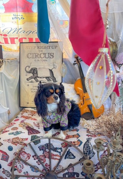 画像2:  30%OFF 【CAVA TEE】Versailles（ヴェルサイユ） (2)