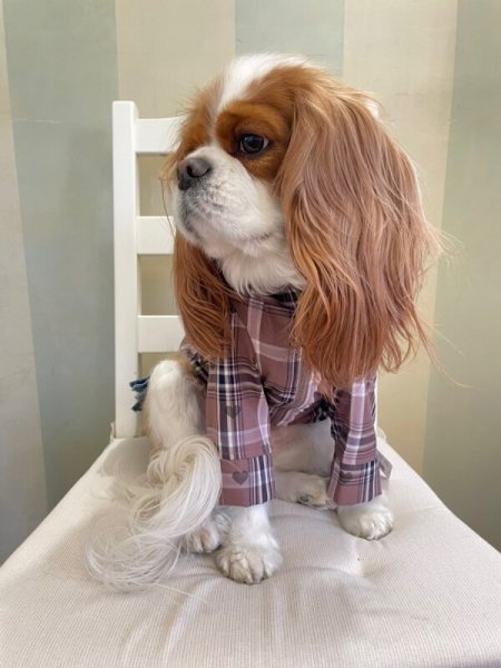 画像9:  【10%OFF】 【as know as de wan】ハートチェックPK (9)