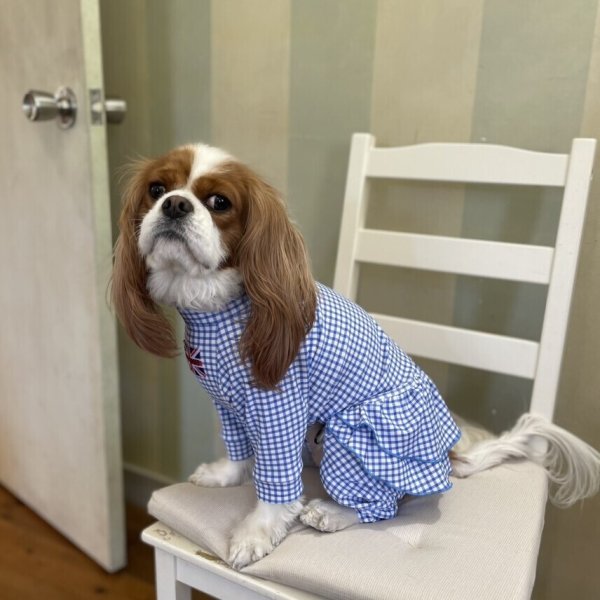 画像7:  2月新作 【キャバスーツ FRILL】GINGHAM SMOCK (7)