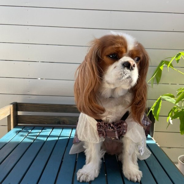 画像2:  【10%OFF】 【as know as de wan】SweetショコラOP (2)