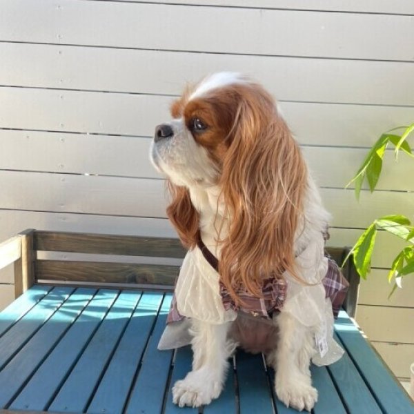 画像4:  【10%OFF】 【as know as de wan】SweetショコラOP (4)