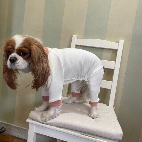 画像3: 【キャバスーツ おくるみ】きなり × うすもも (3)