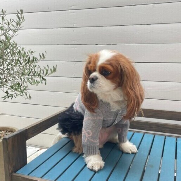 画像15:  【10%OFF】 【as know as de wan】リボンニットCD (15)