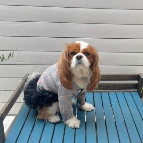 画像14:  【10%OFF】 【as know as de wan】リボンニットCD (14)