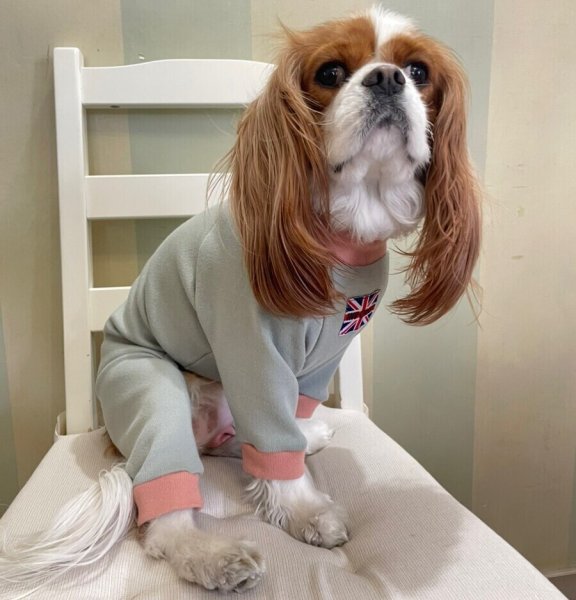 画像3:  10％OFF 【キャバスーツ おくるみ】抹茶 (3)