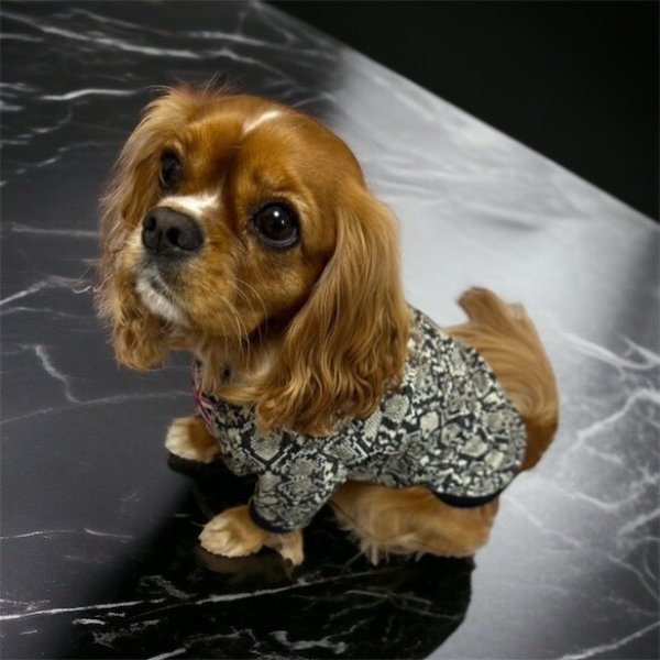 画像3:  30％OFF 【CAVA TEE】GOLD RUSH（ゴールドラッシュ） (3)