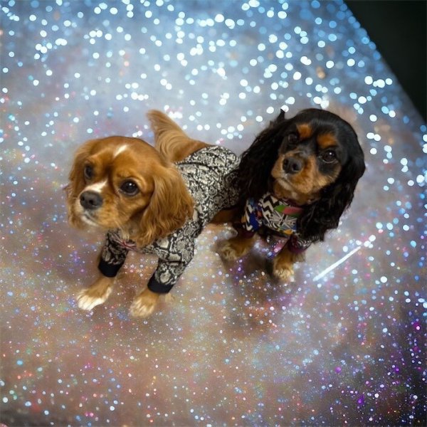 画像6:  30%OFF 【CAVA TEE】HALFTIME SHOW（ハーフタイムショー） (6)